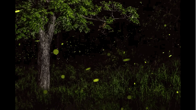 95b39f7bcfc7c83c-real-fireflies-at-night-fabulous-fireflies-light-up-the-forest-at